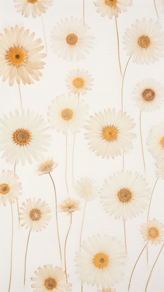 Real pressed daisy flowers backgrounds wallpaper petal.