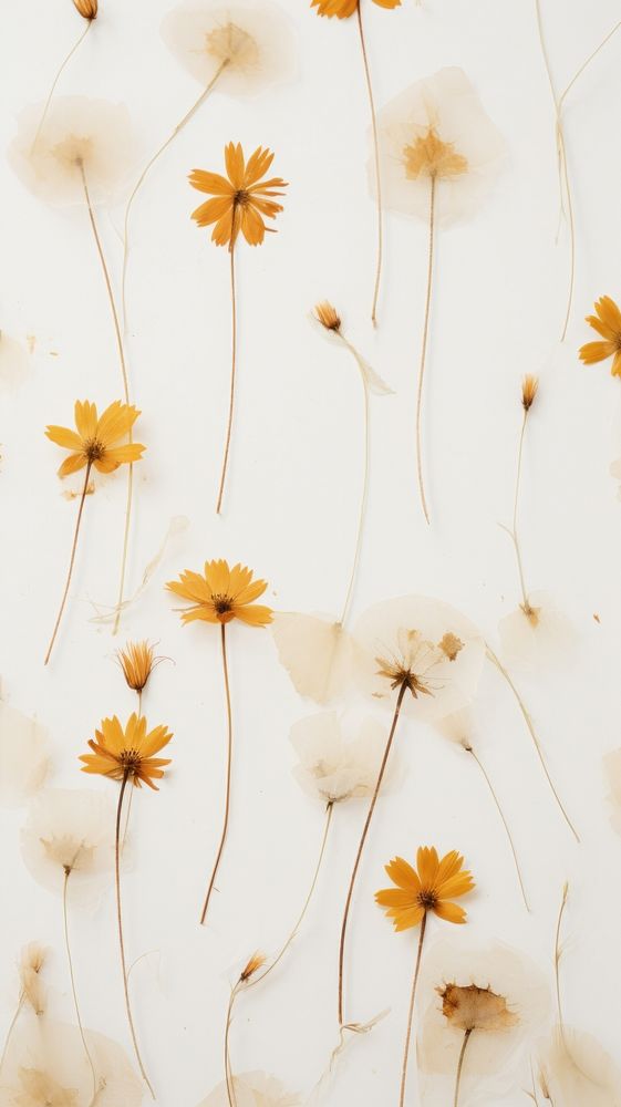 Real pressed daisy flowers backgrounds pattern petal.