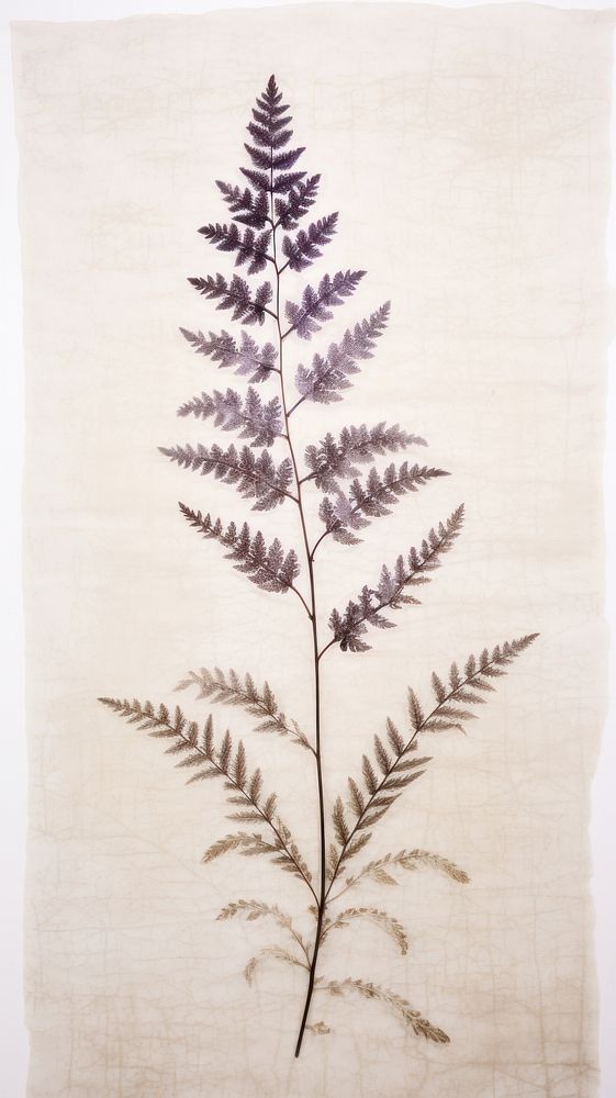 Real pressed fern lavender field flower embroidery pattern plant.