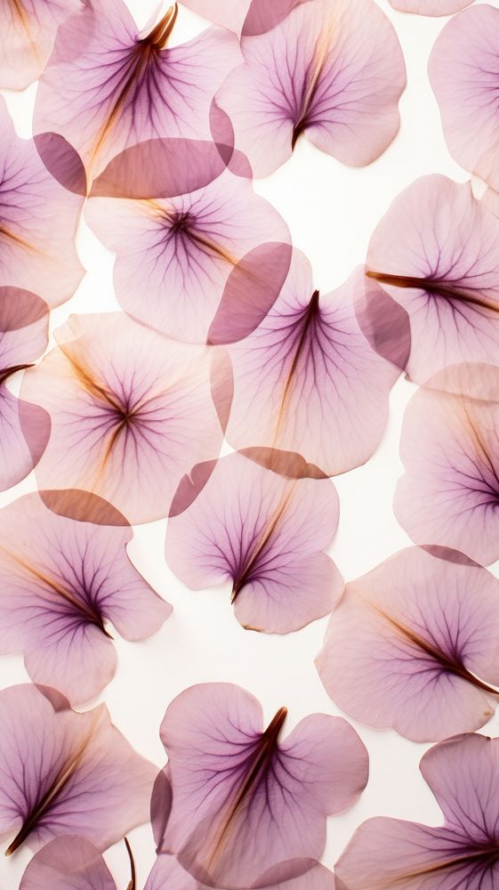 Real pressed flower petals backgrounds plant inflorescence.