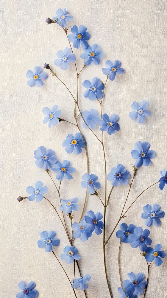Pressed forget me not flowers blossom plant petal.