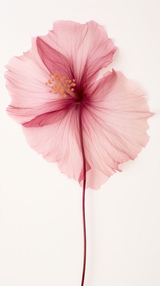 Real pressed hibiscus flower blossom petal plant.