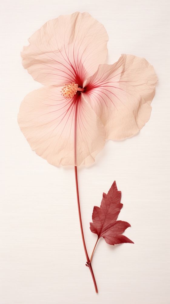 Real pressed hibiscus flower petal plant leaf.