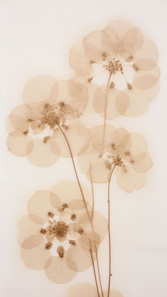 Pressed hortensia wallpaper flower pattern plant.