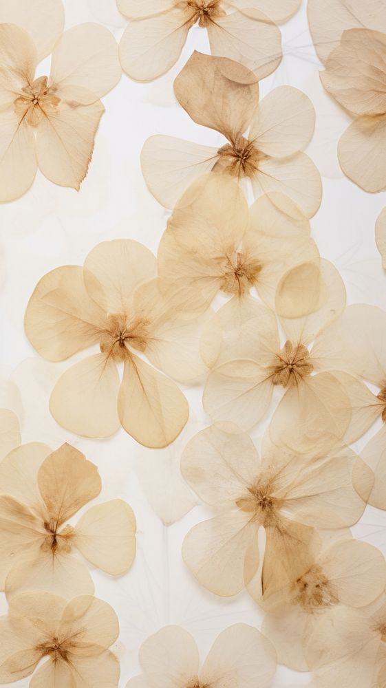 Pressed hortensia wallpaper flower backgrounds textured.
