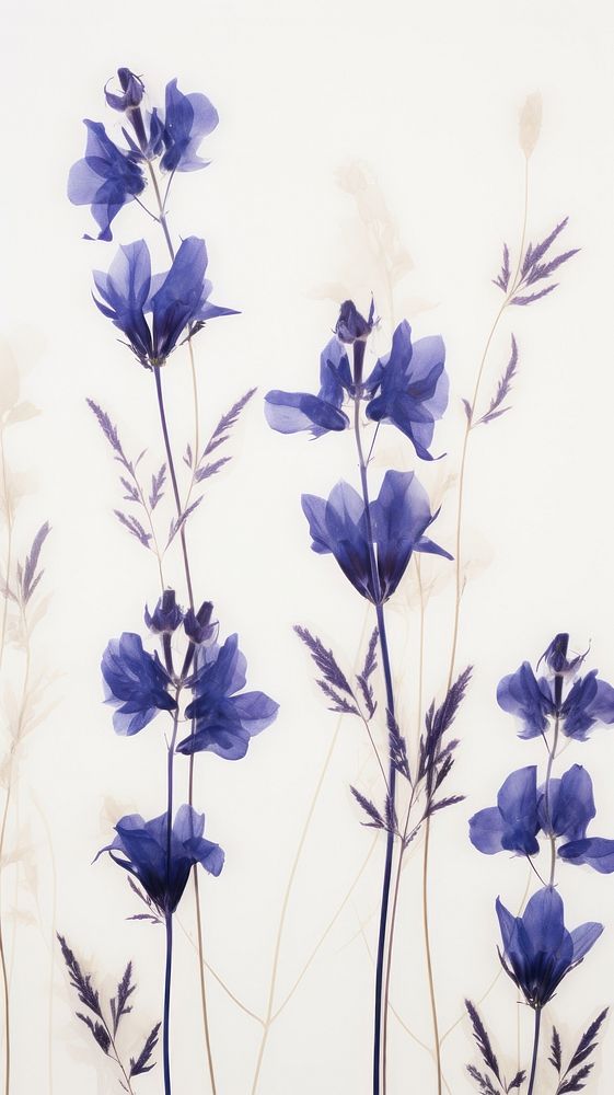 Pressed larkspur flowers wallpaper lavender blossom plant.