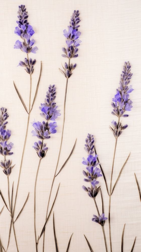 Real pressed lavender flowers backgrounds blossom plant.