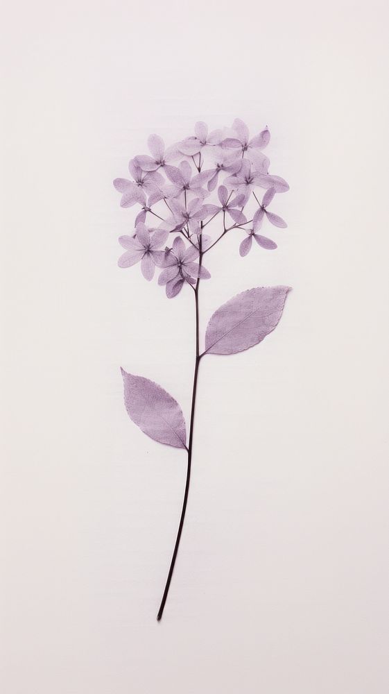 Pressed lilac flower blossom plant.