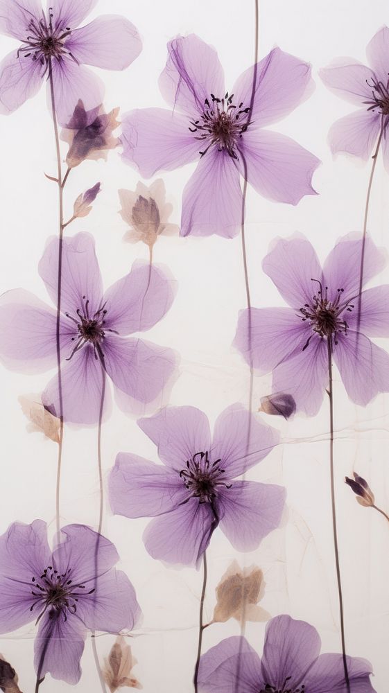 Real pressed purple flowers backgrounds blossom petal.