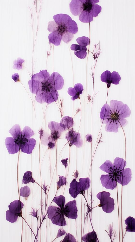 Real pressed purple flowers backgrounds petal plant.
