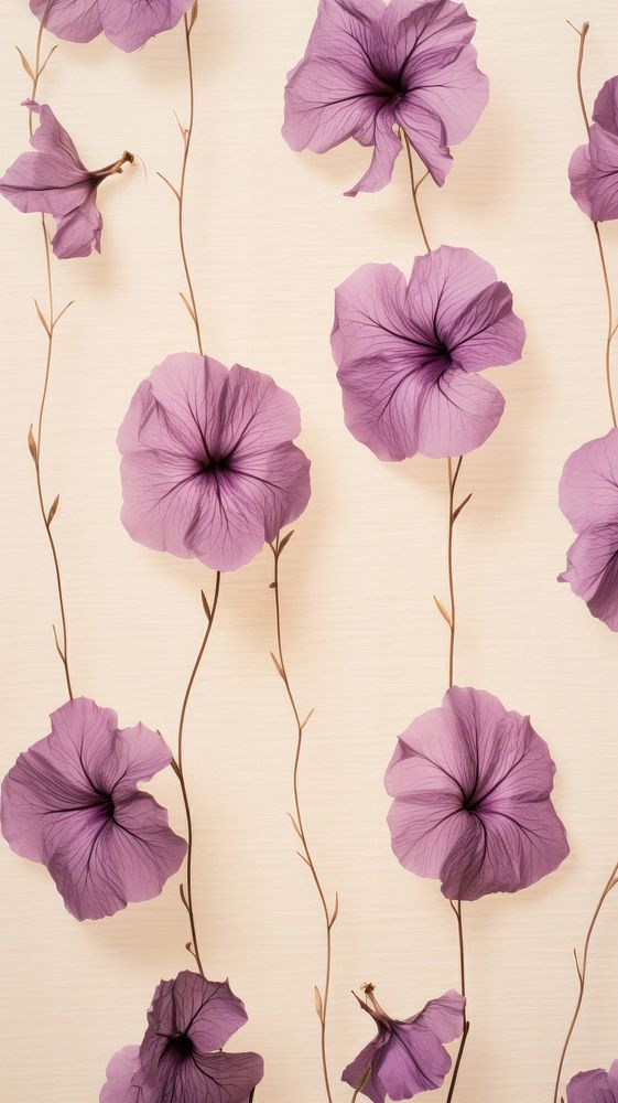 Pressed petunia flowers wallpaper backgrounds purple petal.