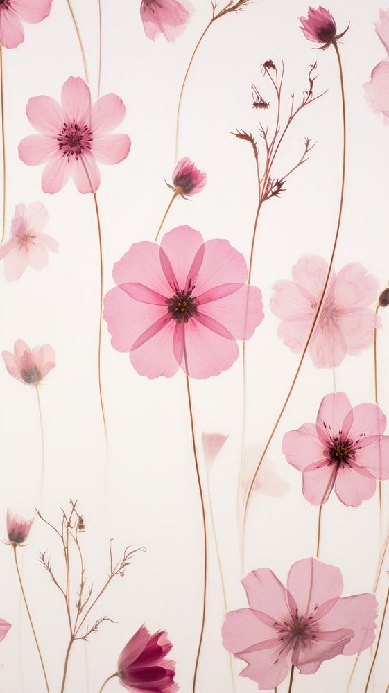 Real pressed pink flowers backgrounds blossom pattern.