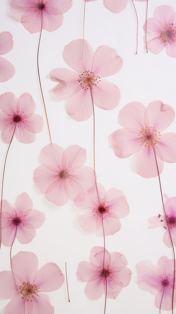 Pressed pink flowers wallpaper backgrounds petal plant.