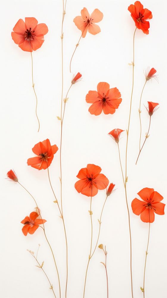 Real pressed red flowers petal plant wall.