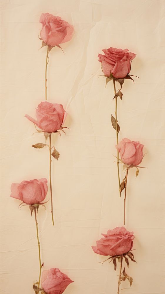 Real pressed rose flowers petal plant art.