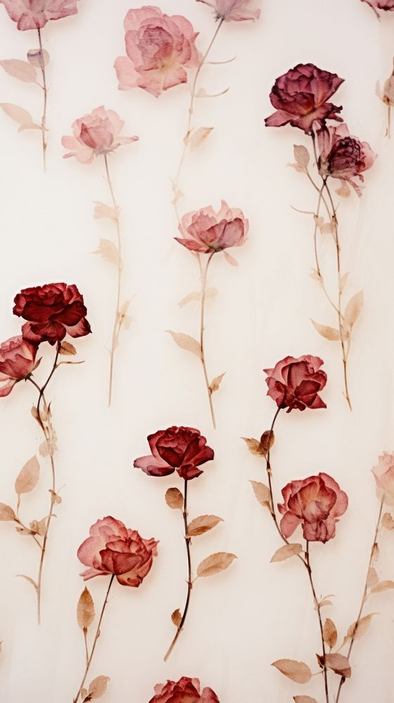 Real pressed rose flowers backgrounds pattern petal.