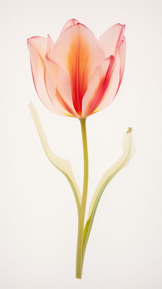 Real pressed tulip field flower petal plant red.