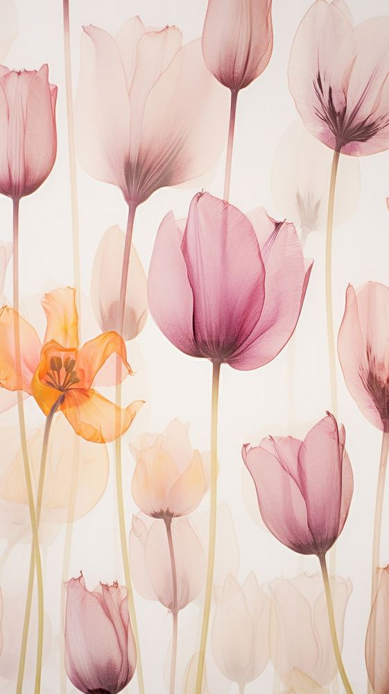 Real pressed tulip field flowers backgrounds wallpaper pattern.