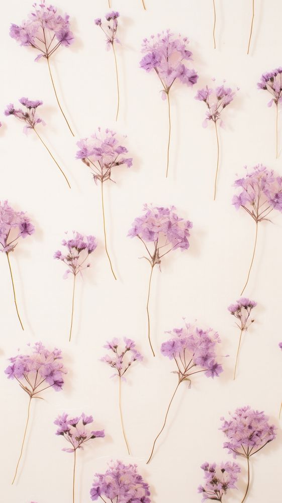 Pressed verbena flowers wallpaper backgrounds lavender purple.