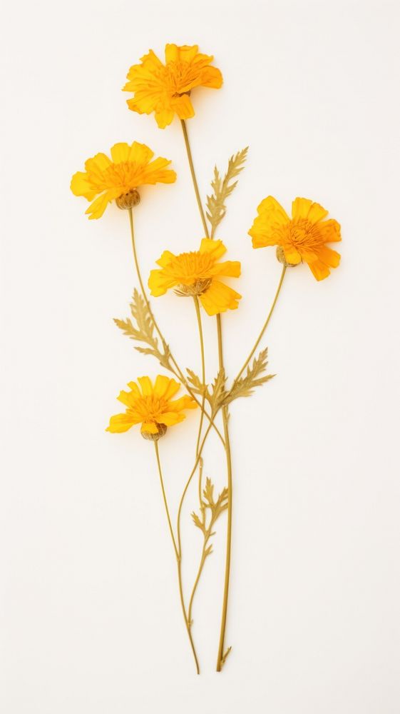 Pressed yellow marigolds wallpaper flower petal plant.