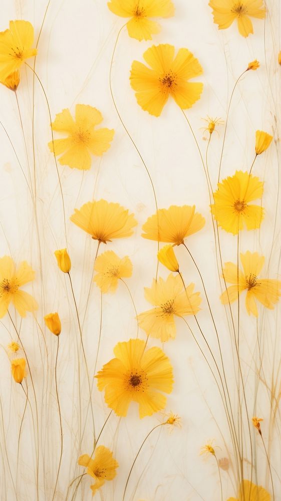 Real pressed yellow flowers backgrounds pattern petal.