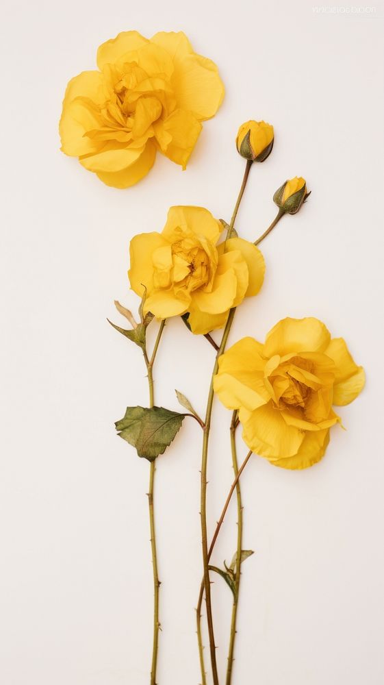 Real pressed yellowe rose flowers petal plant inflorescence.