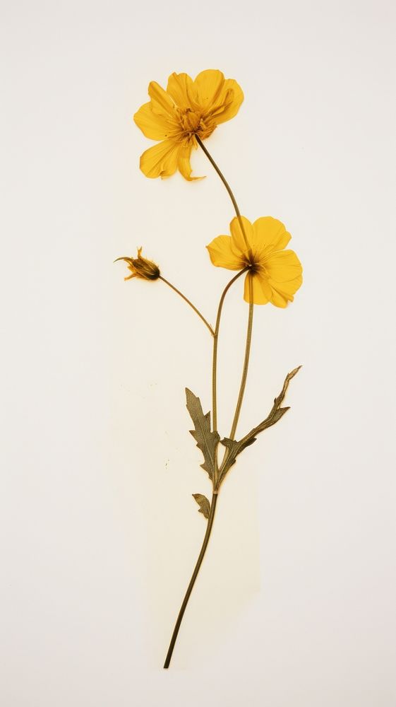 Real pressed yellow blossom flower plant petal.