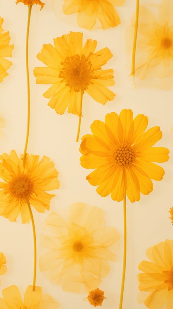 Pressed yellow marigolds wallpaper flower backgrounds petal.