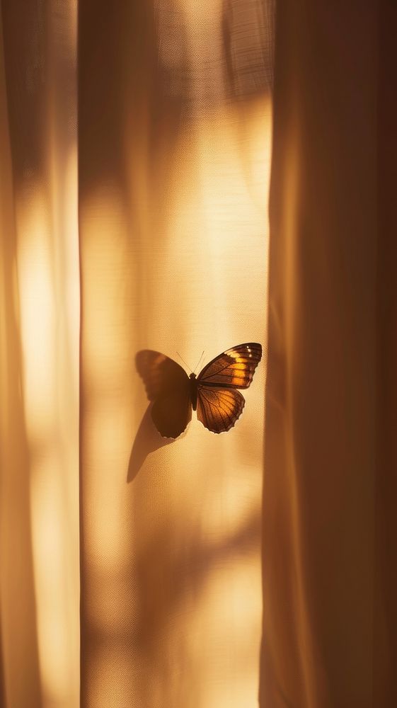 Shadow of butterfly under the curtain animal insect invertebrate.