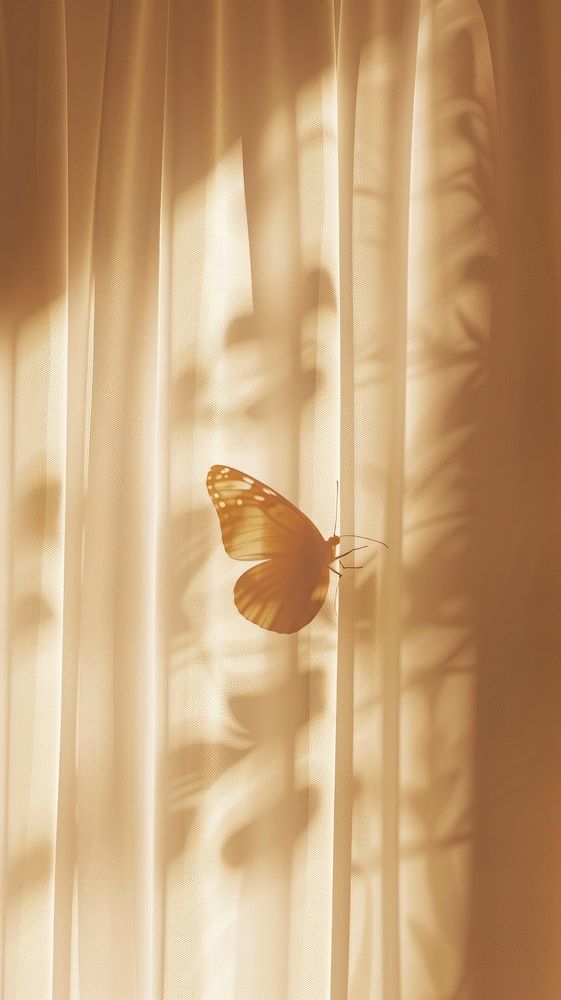 Shadow of butterfly under the curtain animal insect invertebrate.
