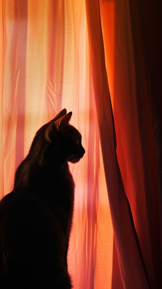 Shadow of cat under the curtain mammal animal pet.