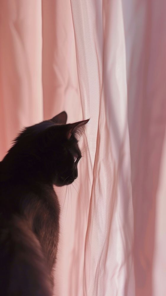Hadow of cat under the curtain animal mammal kitten.