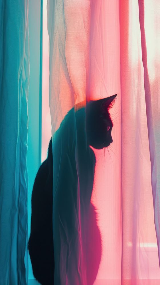 Shadow of cat under the curtain mammal animal pink.