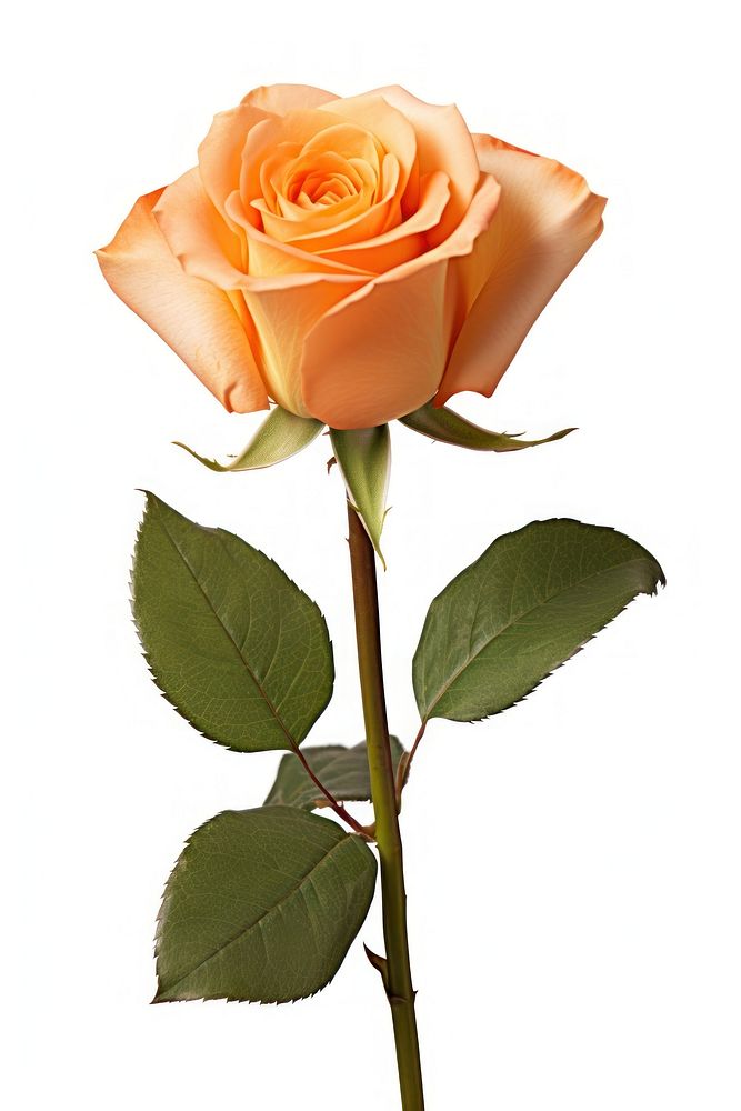 Orange roes flower plant rose | Free Photo - rawpixel