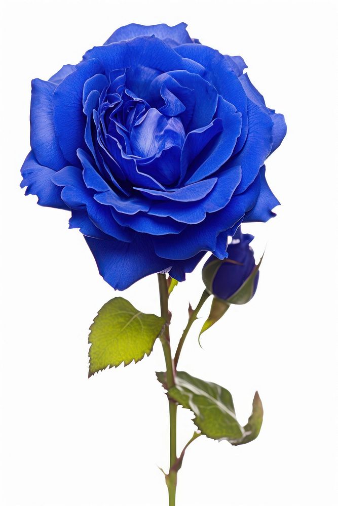 Blue roes flower plant rose white background.