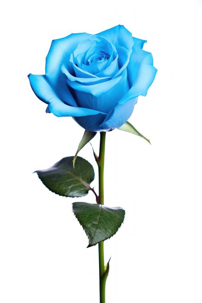 Blue roes flower plant rose white background.