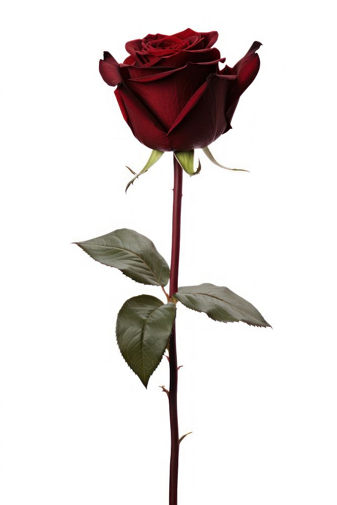 Dark red roes flower plant rose white background.