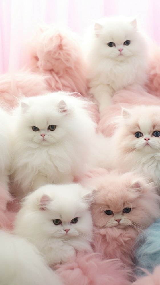 Fluffy pastel persian cat animal mammal kitten.