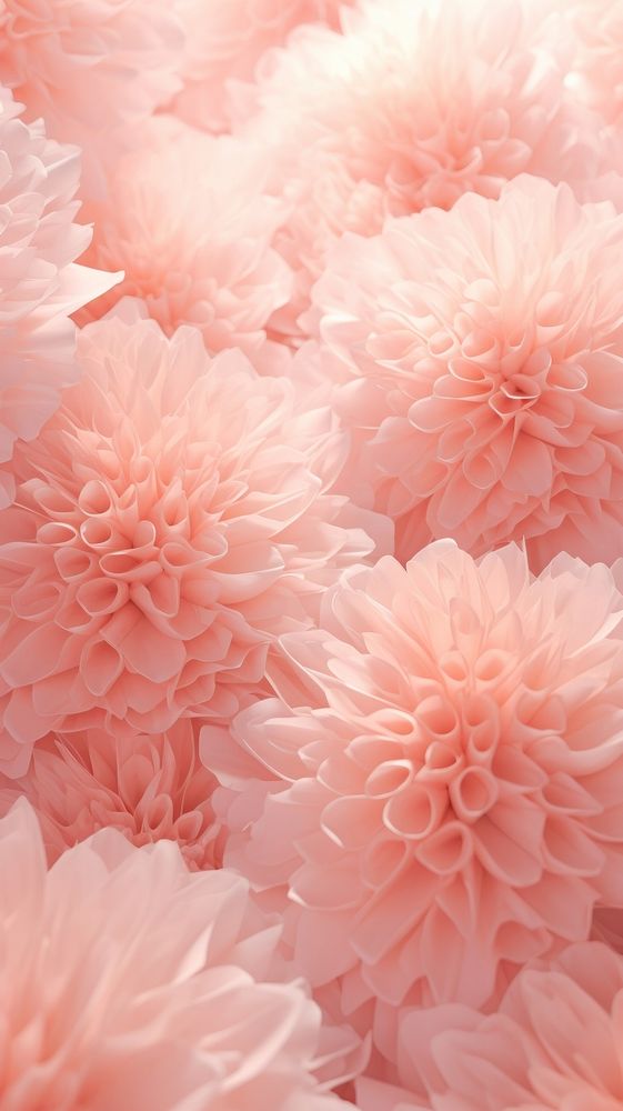 Pink coral flower petal plant.