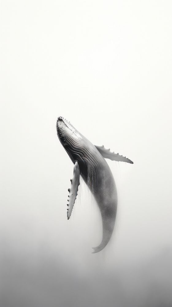 Grey tone wallpaper whale outdoors animal fish.