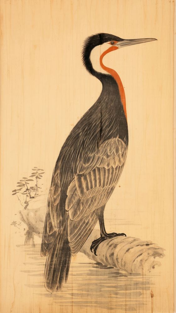 Illustration of cormorant painting animal bird.