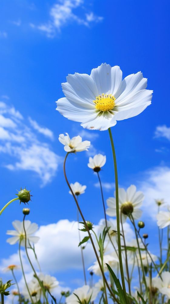 Blue sky and flower outdoors blossom nature.
