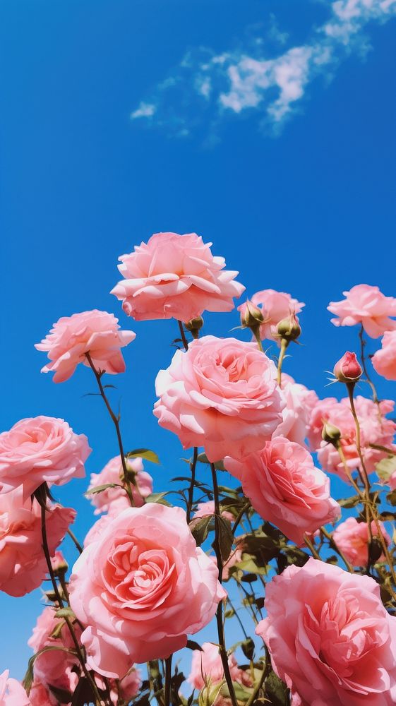 Rose flowers sky outdoors blossom.