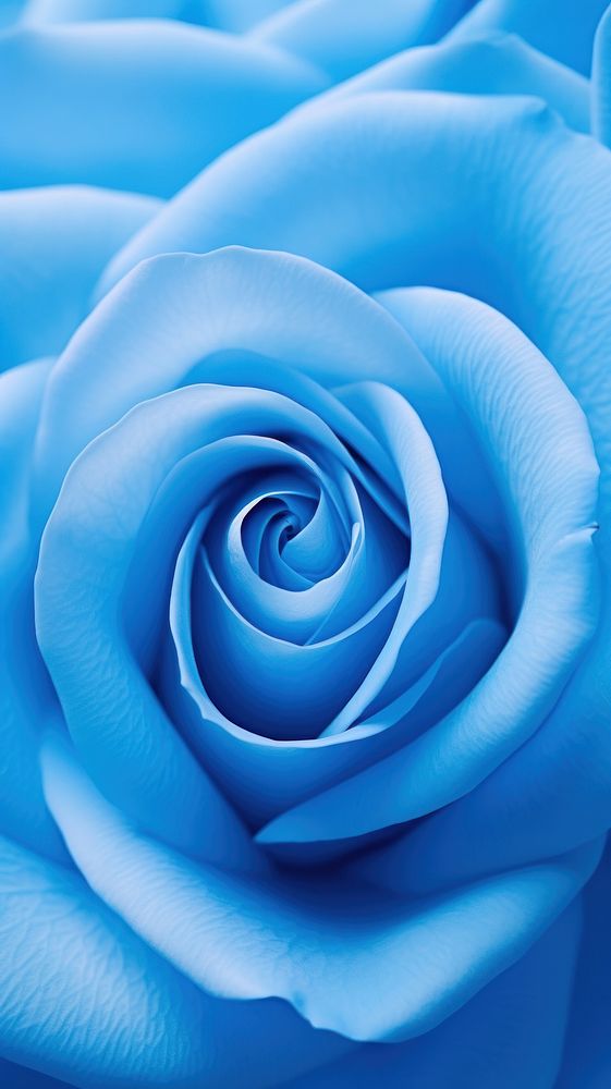 Blue rose flower backgrounds plant.