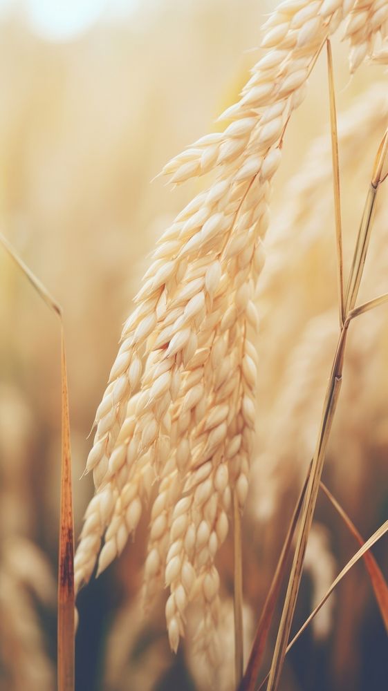 Close up rice farm plant wheat grain.