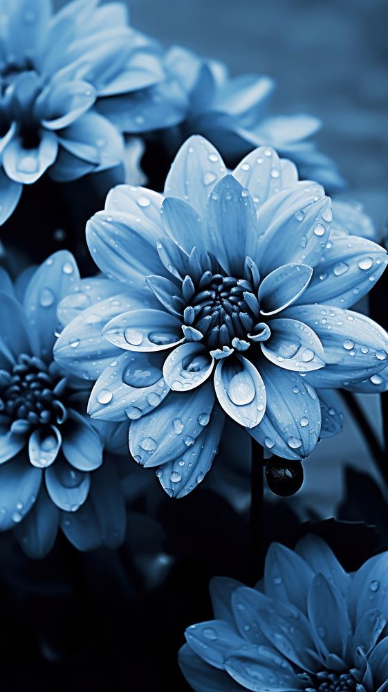 Flower blue monochrome blossom.