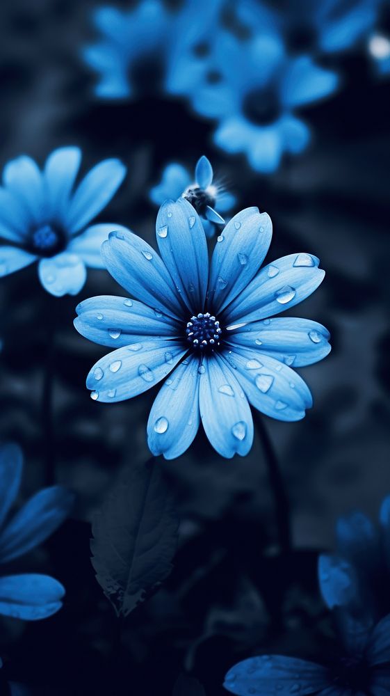 Blue monochrome flower inflorescence.