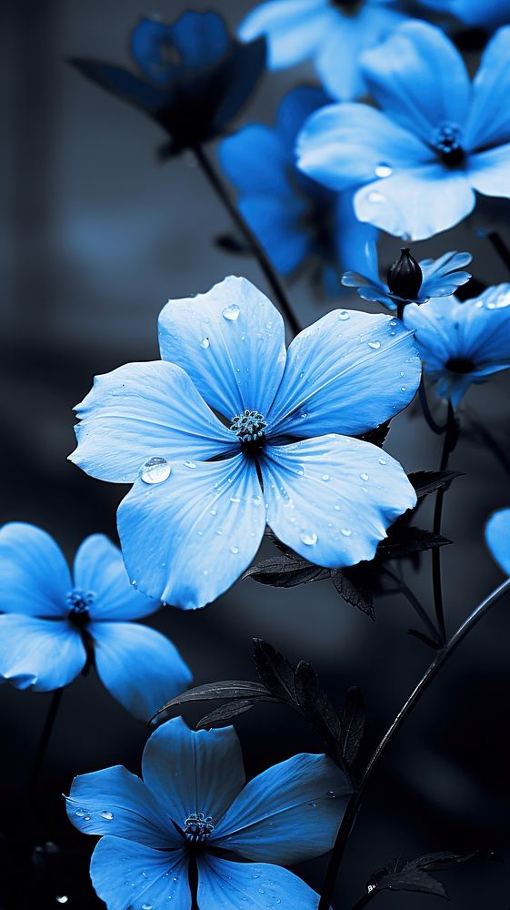Flower blue outdoors blossom.