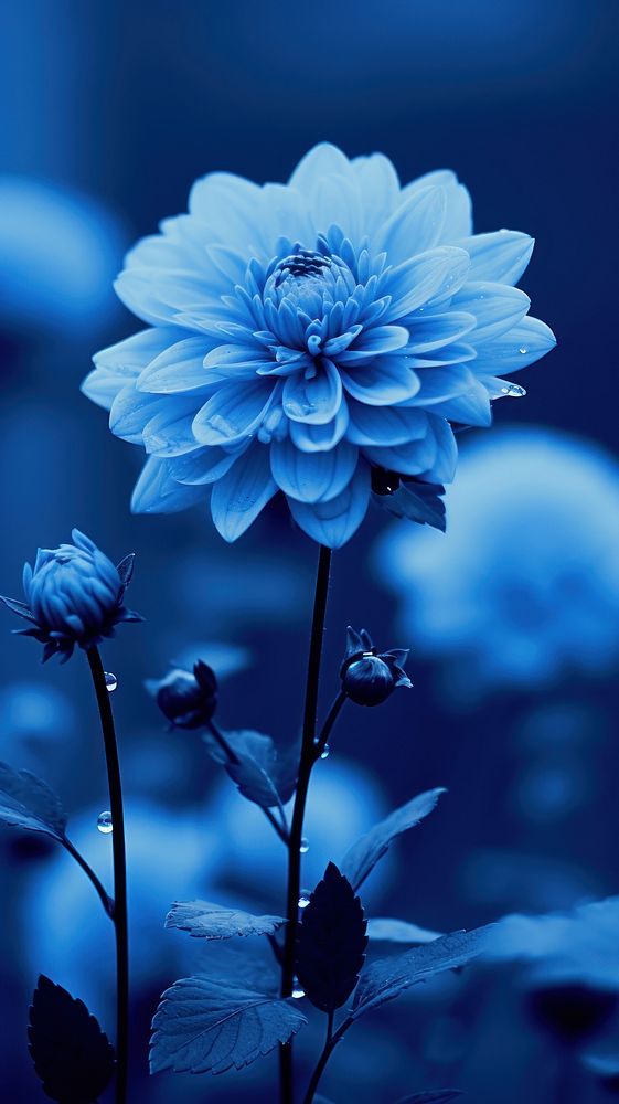 Blue flower plant inflorescence.