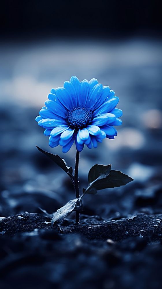 Flower blue monochrome outdoors.